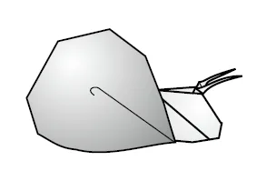 Snail