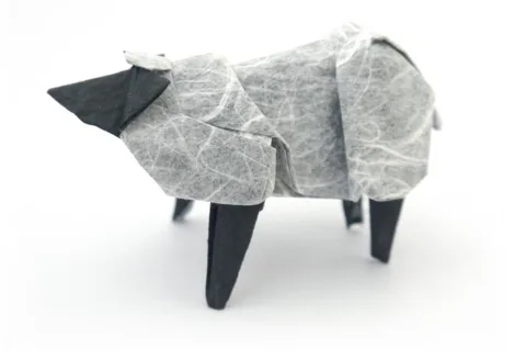 Sheep