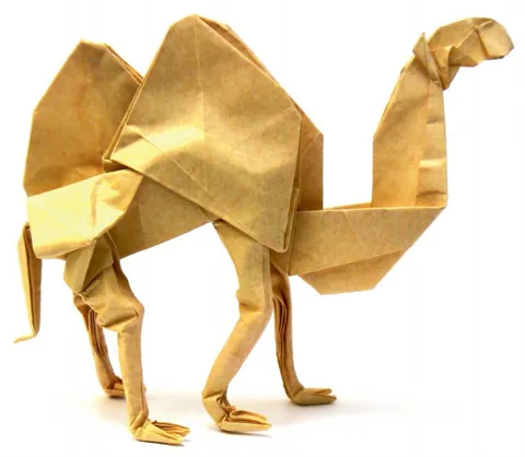Camel with toes