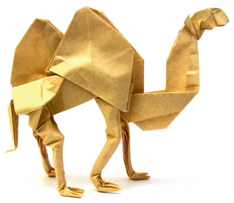 Camel with toes