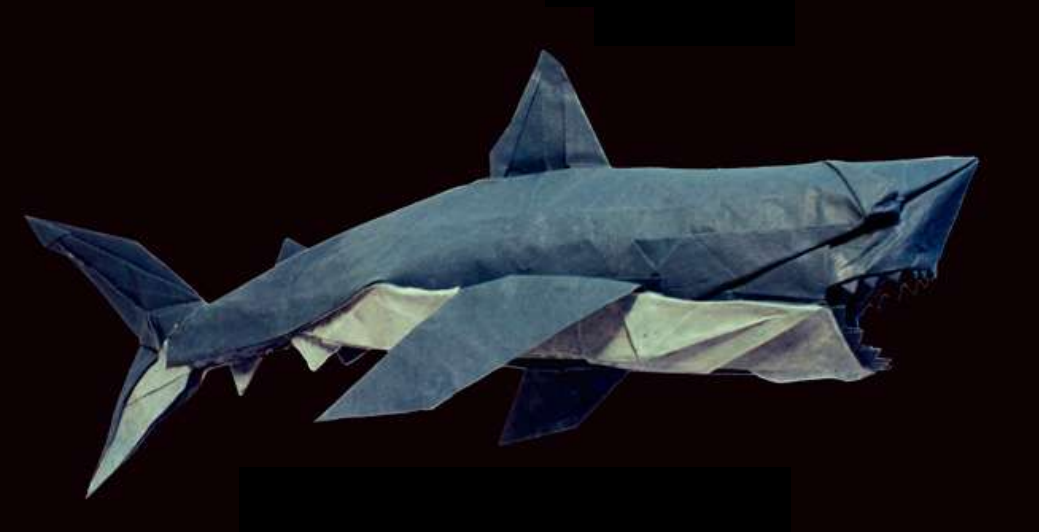 White shark