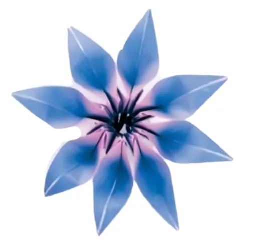 Gloriosa