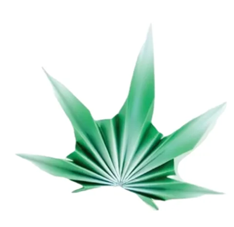 Palm Leaf