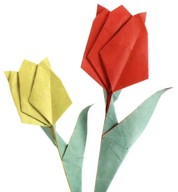 Tulip