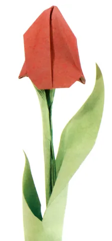Tulip