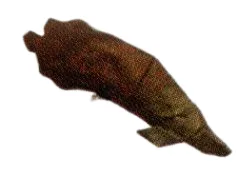 Pirarucu