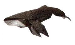Humpback whale
