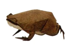 Boreal digging frog