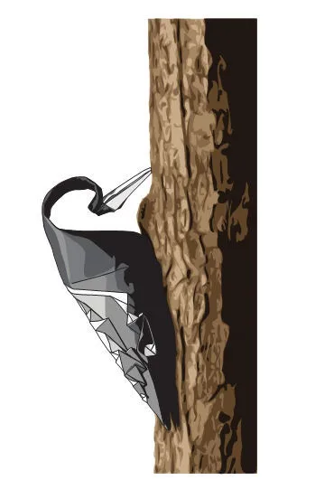 Lesser spotted woodpecker