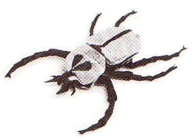 Dicranocephalus adamsi