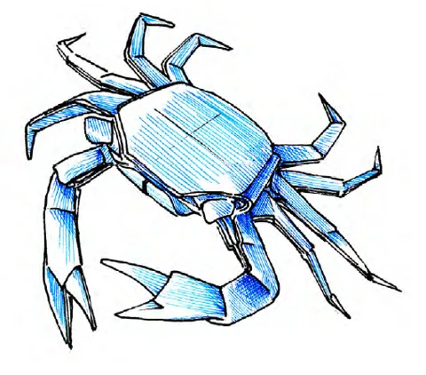 Shore crab
