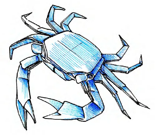 Shore crab