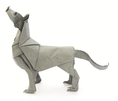 Wolf