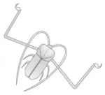Acrocinus Longimanus