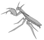 Mantis boxer