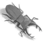 Lucanus Cervus