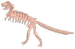 Tyrannosaurus Rex skeleton
