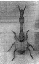 Giraffe beetle