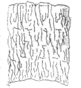 Bark