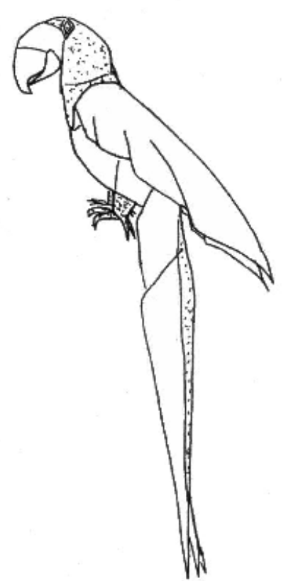 Parrot
