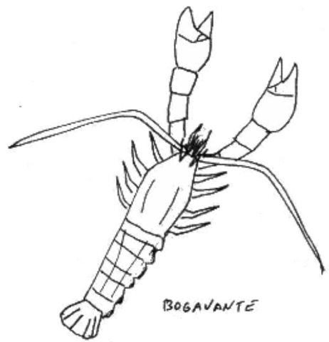 Lobster
