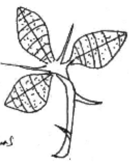 Leaves and thorns