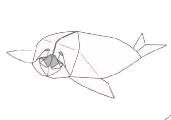 Spotted seal