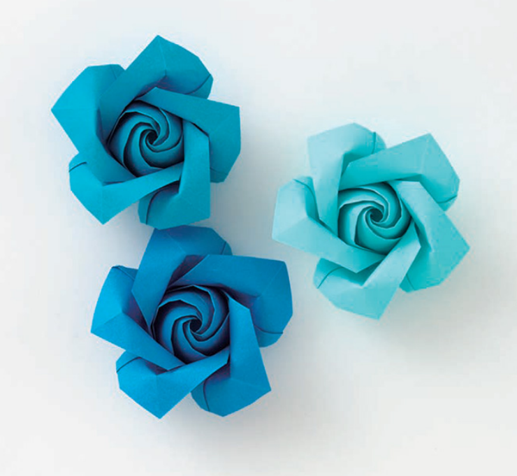 Blooming rose