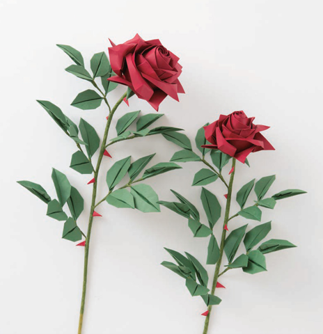 Rose with pointed petals