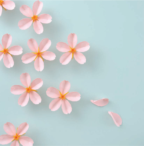Cherry blosssom