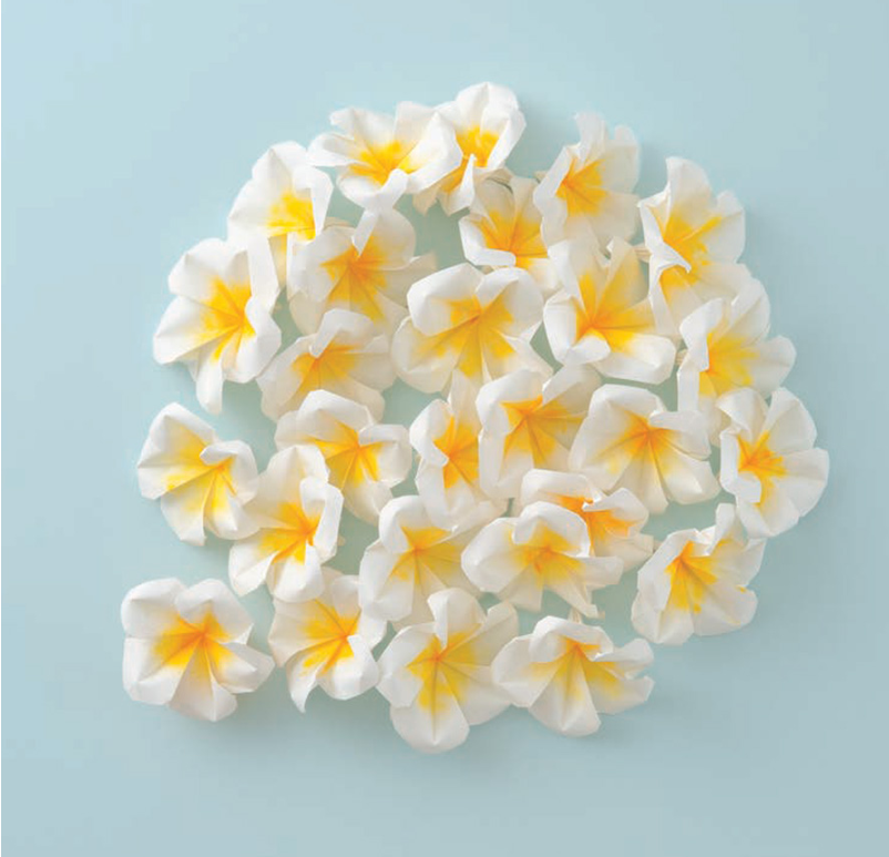 Frangipani