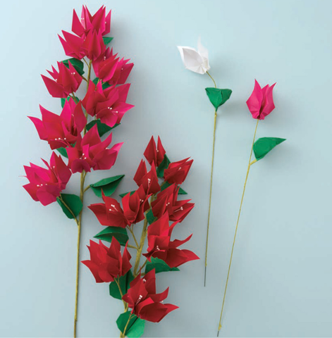 Bougainvillea