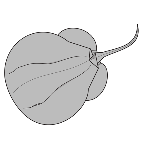 Electric ray