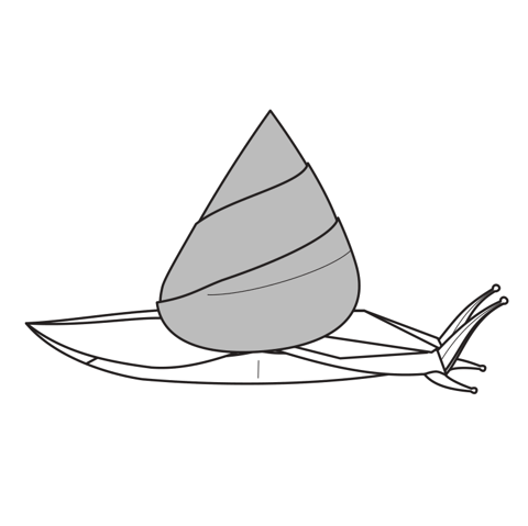 Snail