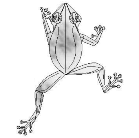 Tree frog