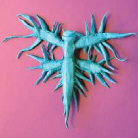 Glaucus atlanticus