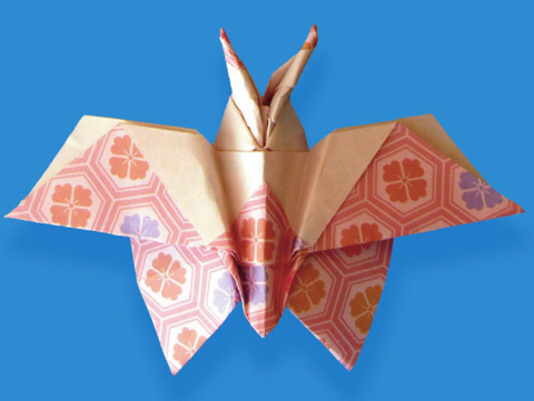 Butterfly
