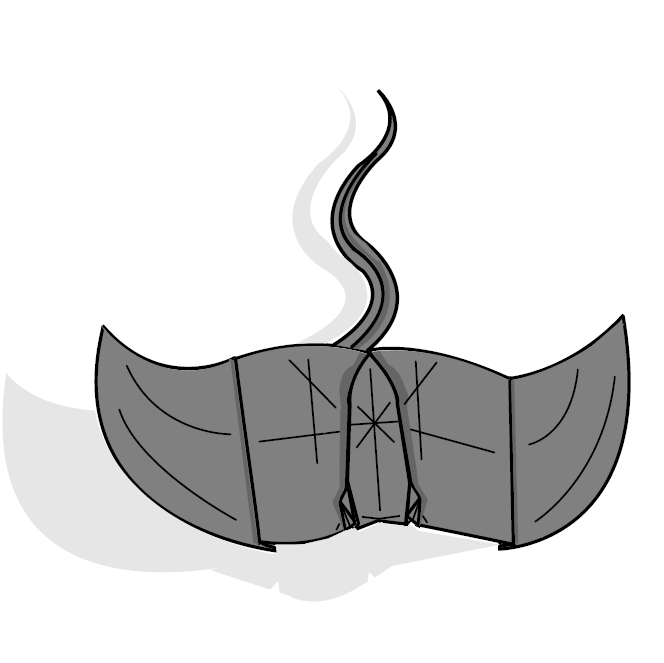 Southern stingray