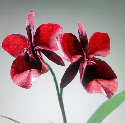 Orchid