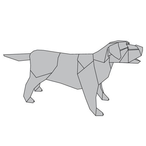 Labrador retriever