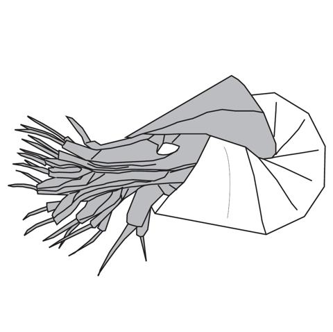 Nautilus