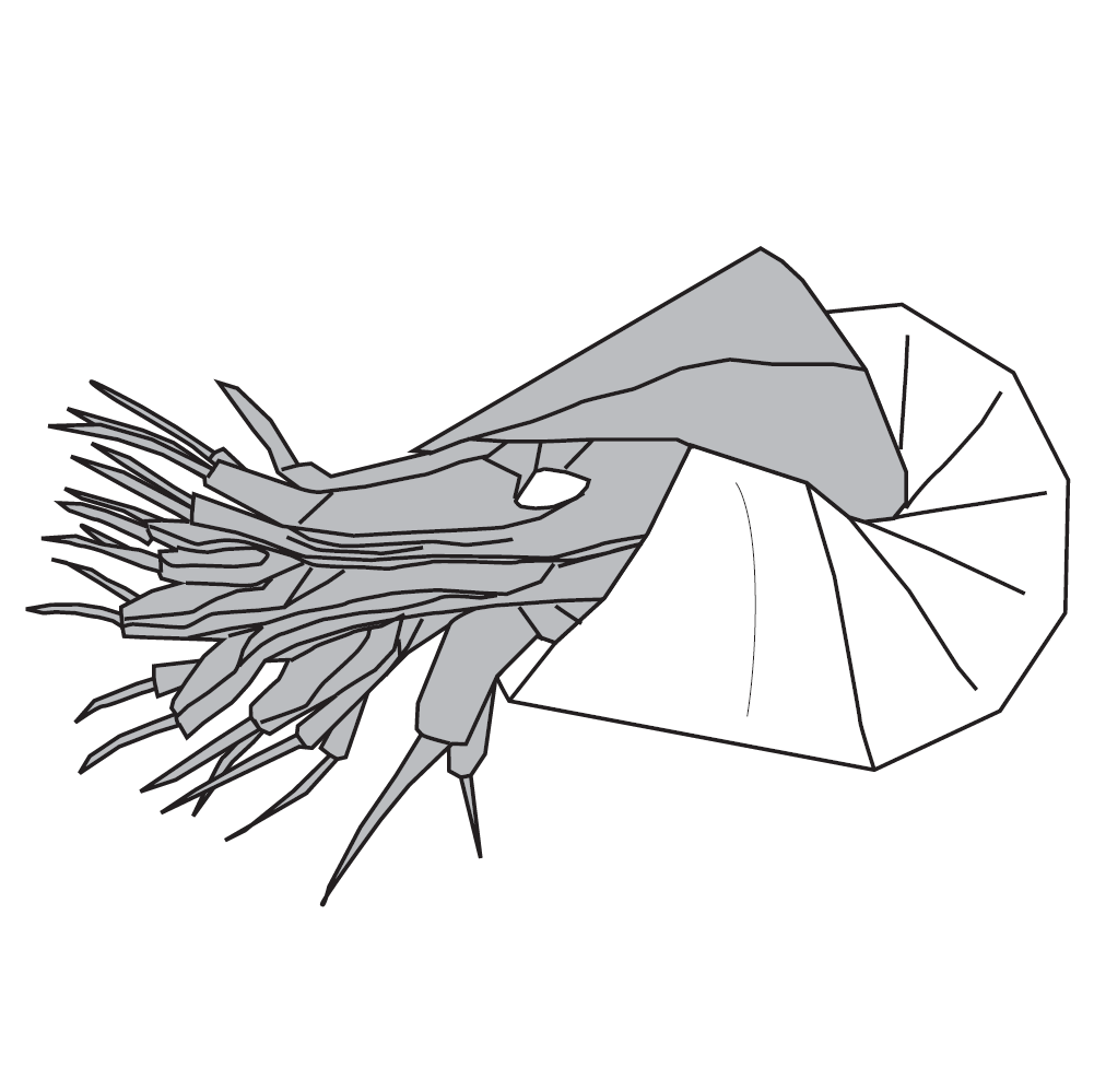 Nautilus