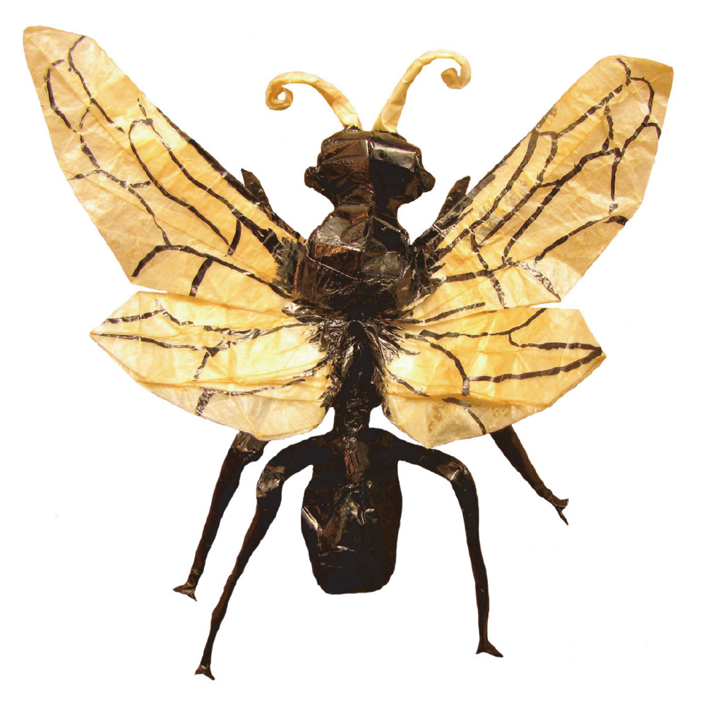Pepsis optima - wasp