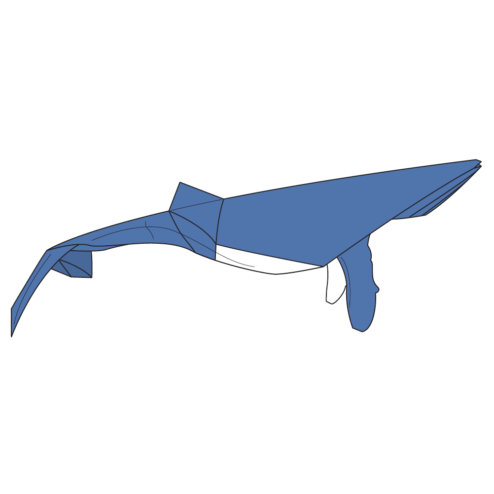 Humpback whale
