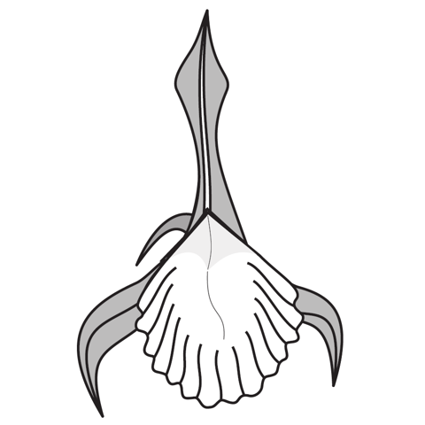 Orchid 1.5
