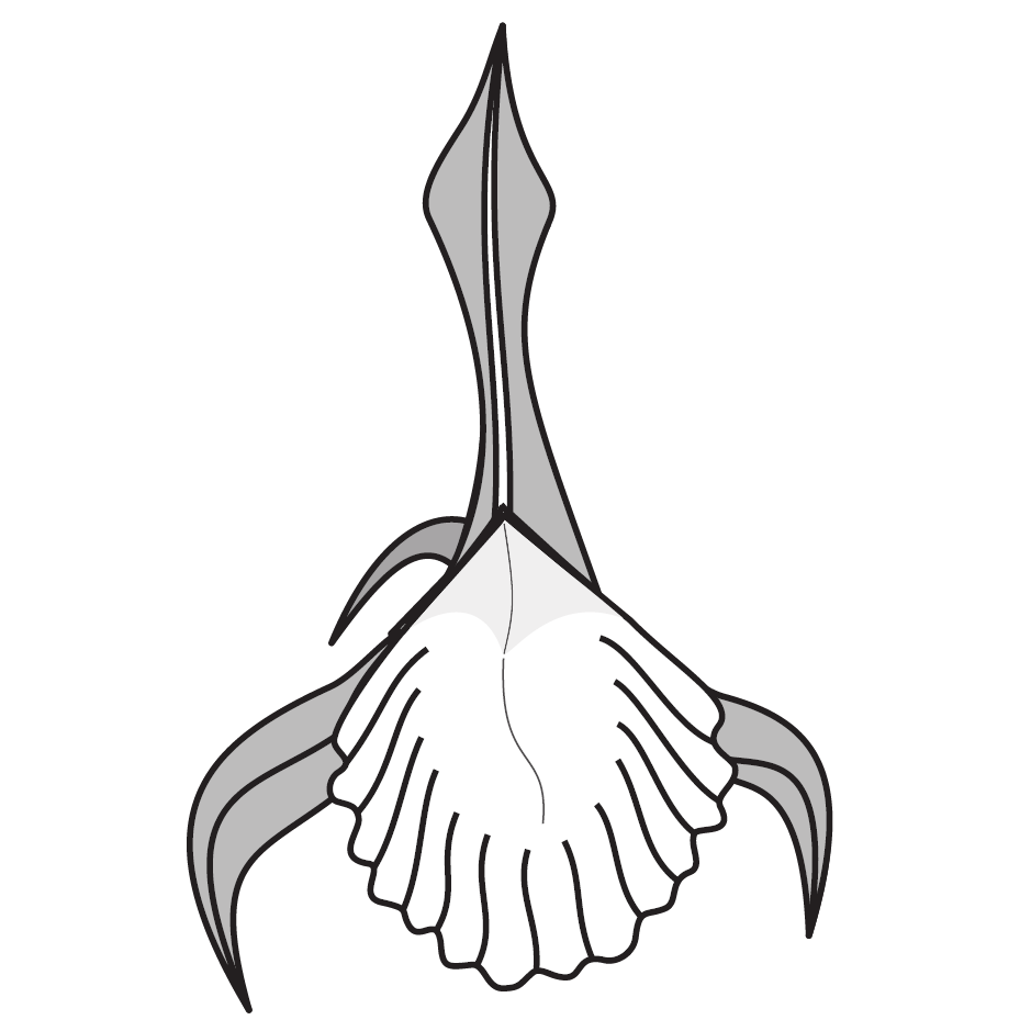 Orchid 1.5