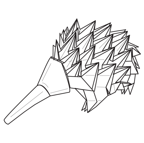 Echidna - Spiny anteater