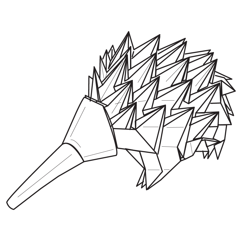 Echidna - Spiny anteater