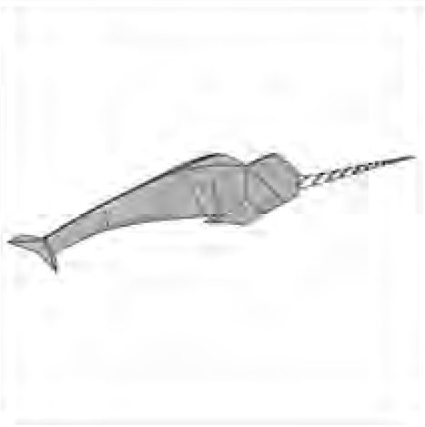Narwhal