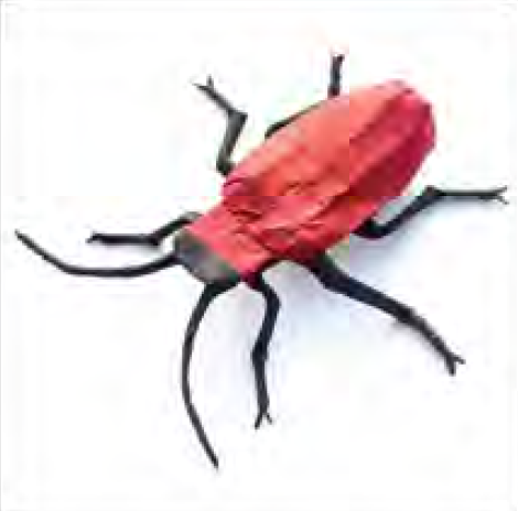Lily beetle